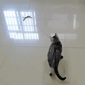 Jaktfjädern - Slutet på uttråkade katter